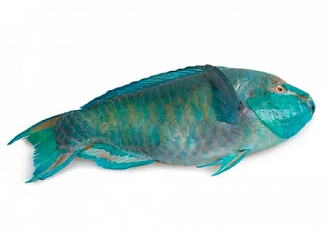 Фото Рыба-попугай PARROTFISH(SCARUS SPP) целая,непотрошеная с/м