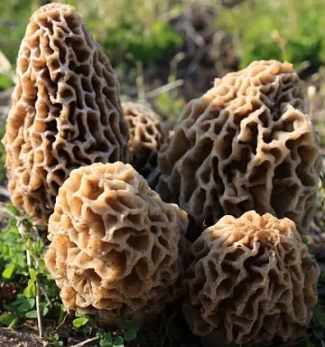 Сморчки замороженные (1 кг) УЦЕНКА Фото Сморчки замороженные (1 кг) УЦЕНКА